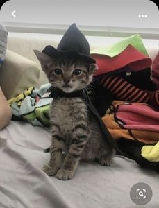 Meet your Posher, Majcia